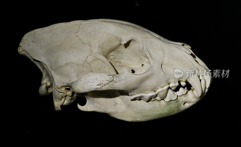 斑点鬣狗头骨，Crocuta Crocuta，也被称为笑鬣狗，是鬣狗科的一种食肉哺乳动物，是现存最大的成员。